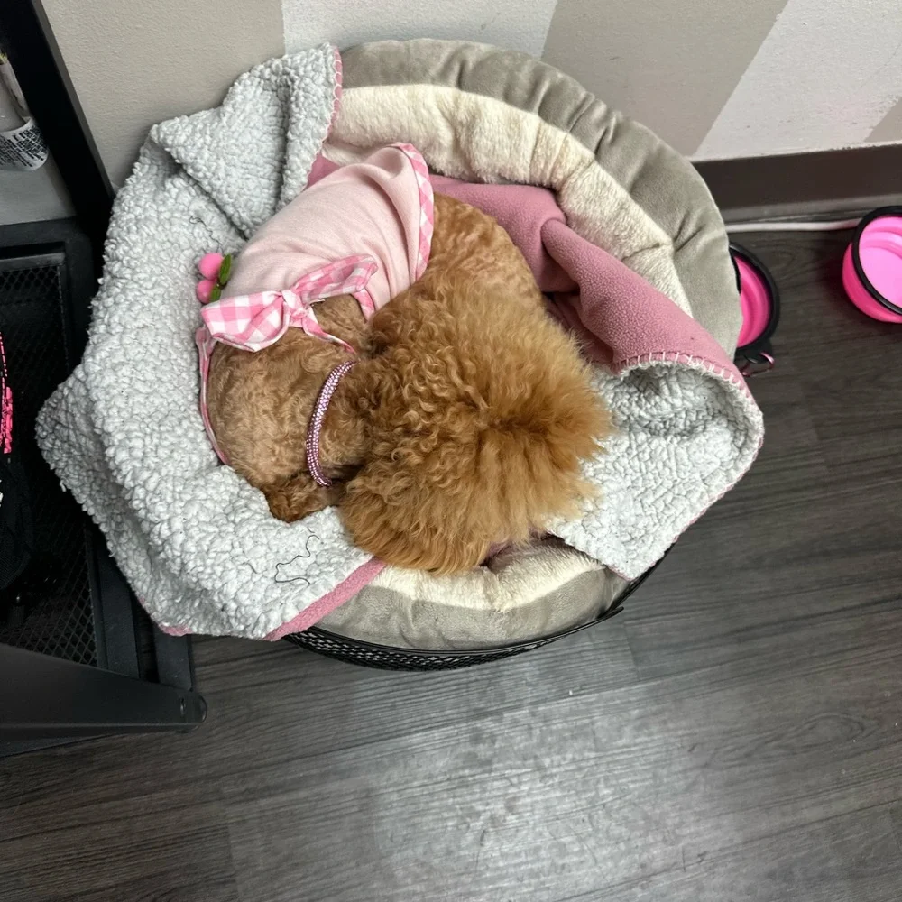 Cozy Pet Bed with Metal Frame